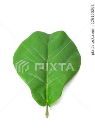 Single green tropical leaf isolated on white background, top view, perfect for botanical or eco-themed designs. Single green tropical leaf isolated on white background, top view, perfect for botanical or eco-themed designs. 126130268