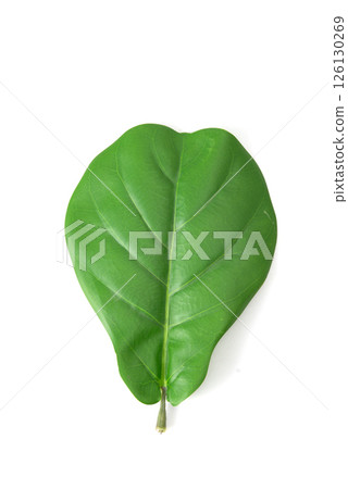 Single green tropical leaf isolated on white background, top view, perfect for botanical or eco-themed designs. 126130269