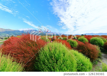 Kochia blooming in the flower field at the roadside station 126130381