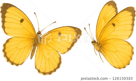 黃色蝴蝶圖 黃色蝴蝶圖 126130383