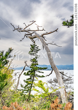 龍脈崎:用枯死的松樹製成的白色物體。日本最大的海崖。氣仙沼大島的最南端。 龍脈崎:用枯死的松樹製成的白色物體。日本最大的海崖。氣仙沼大島的最南端。 126130398