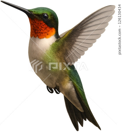 Hummingbird illustration Hummingbird illustration 126130434