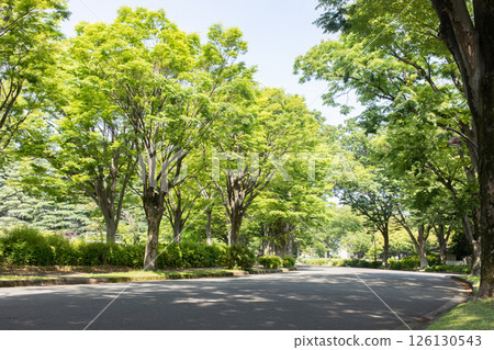 新鮮的綠色公園 126130543