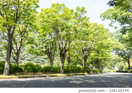 新鮮的綠色公園 126130544