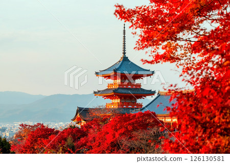 Kiyomizu dera pagoda with red maple fall leaves at sunset, Kyoto 126130581