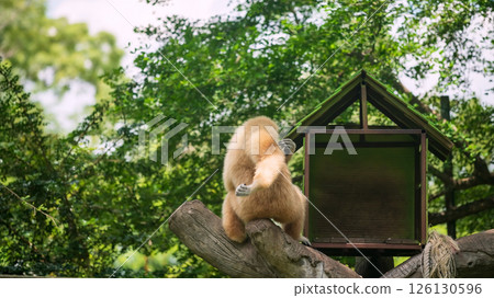 male brown gibbon scratch its bank and arm on tree trunk at zoo 126130596