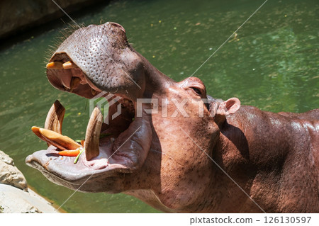 Hippopotamus open mouth and beg for food from traveler in zoo 126130597