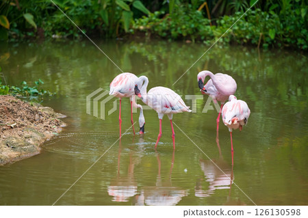 pink flamingo flock or flamingos in lake over lake in zoo 126130598