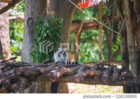 Ring-tailed lemur catta eat banana on wooden litter at zoo Ring-tailed lemur catta eat banana on wooden litter at zoo 126130600