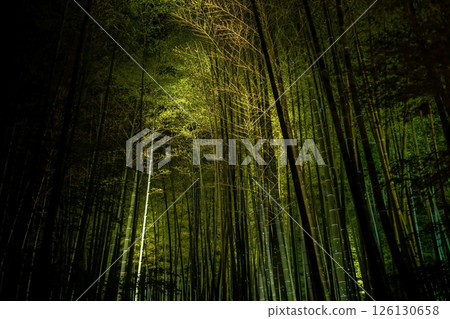 Beautiful view of bamboo grove light up at night in Kodaiji temple, Kyoto 126130658