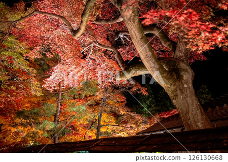Autumn foliage illumination of Hogonin temple garden at night, Arashiyama 126130668