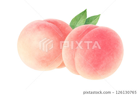 Peach illustration watercolor white peach peach 126130765