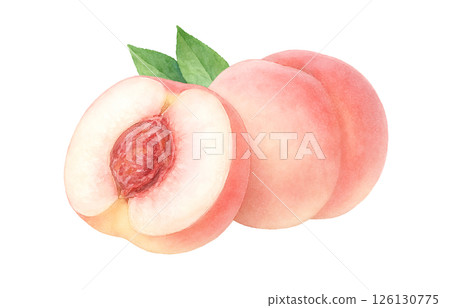 Peach illustration watercolor white peach peach Peach illustration watercolor white peach peach 126130775
