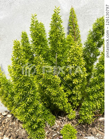 生長旺盛的蘆筍 Densiflorus Meyers 1 生長旺盛的蘆筍 Densiflorus Meyers 1 126130797