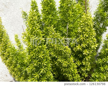 Vibrantly growing asparagus Densiflorus Meyers 2 126130798
