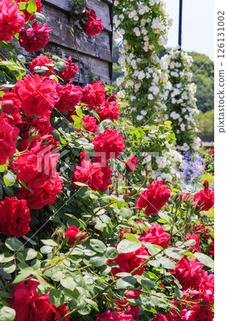 David Austin English Garden: Rose Garden in full bloom 126131002