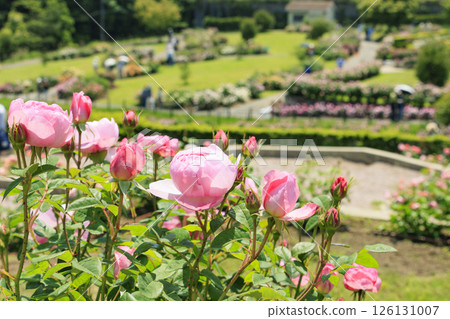 大衛奧斯汀英式花園：盛開的玫瑰園 126131007