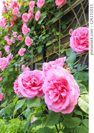 David Austin English Garden: Rose Garden in full bloom David Austin English Garden: Rose Garden in full bloom 126131013