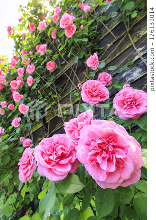 David Austin English Garden: Rose Garden in full bloom 126131014