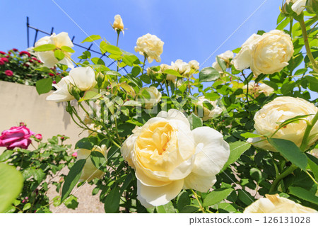 David Austin English Garden: Rose Garden in full bloom David Austin English Garden: Rose Garden in full bloom 126131028