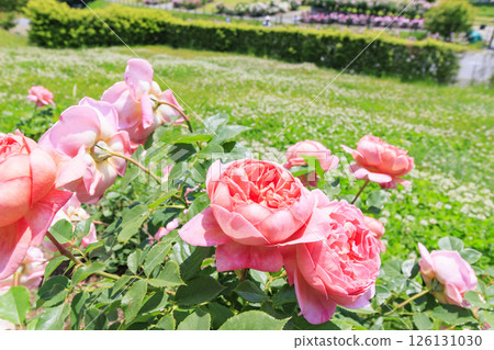 David Austin English Garden: Rose Garden in full bloom David Austin English Garden: Rose Garden in full bloom 126131030