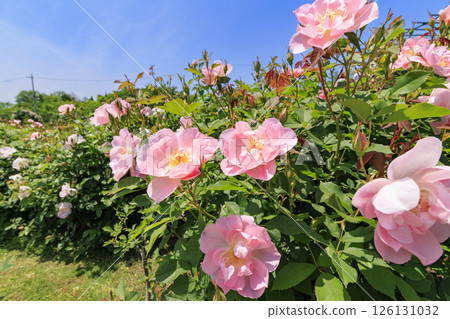 David Austin English Garden: Rose Garden in full bloom David Austin English Garden: Rose Garden in full bloom 126131032