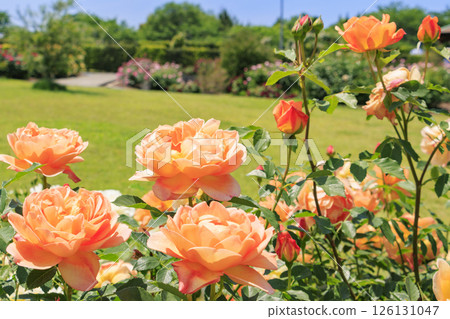 大衛奧斯汀英式花園:盛開的玫瑰園 大衛奧斯汀英式花園:盛開的玫瑰園 126131047