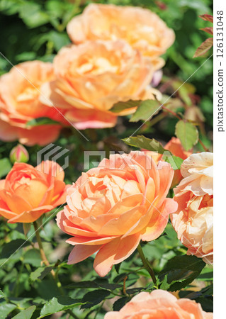 大衛奧斯汀英式花園：盛開的玫瑰園 126131048