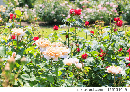 大衛奧斯汀英式花園：盛開的玫瑰園 126131049