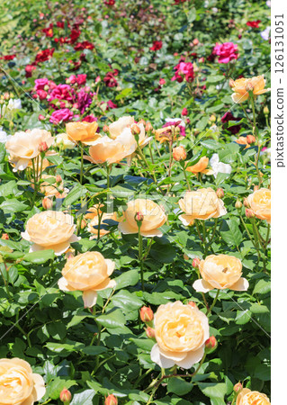 大衛奧斯汀英式花園：盛開的玫瑰園 126131051