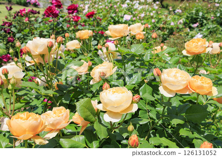 大衛奧斯汀英式花園:盛開的玫瑰園 大衛奧斯汀英式花園:盛開的玫瑰園 126131052