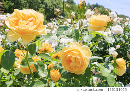 大衛奧斯汀英式花園：盛開的玫瑰園 126131053