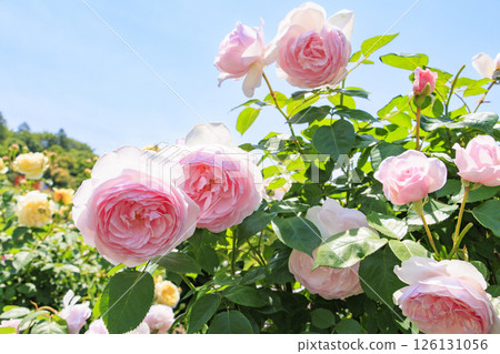 David Austin English Garden: Rose Garden in full bloom 126131056