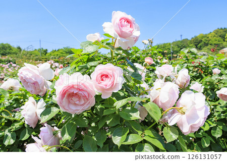 David Austin English Garden: Rose Garden in full bloom 126131057