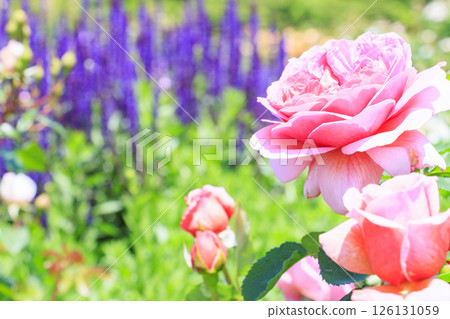 David Austin English Garden: Rose Garden in full bloom 126131059