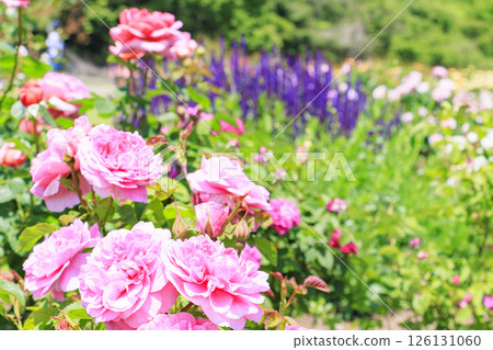 David Austin English Garden: Rose Garden in full bloom 126131060