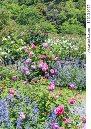 大衛奧斯汀英式花園：盛開的玫瑰園 126131075