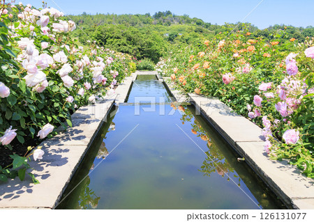 大衛奧斯汀英式花園:盛開的玫瑰園 大衛奧斯汀英式花園:盛開的玫瑰園 126131077