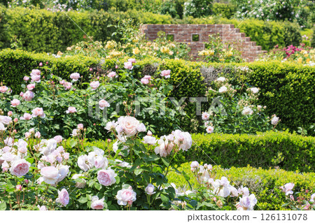 大衛奧斯汀英式花園:盛開的玫瑰園 大衛奧斯汀英式花園:盛開的玫瑰園 126131078
