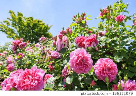David Austin English Garden: Rose Garden in full bloom David Austin English Garden: Rose Garden in full bloom 126131079
