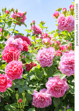 David Austin English Garden: Rose Garden in full bloom David Austin English Garden: Rose Garden in full bloom 126131080
