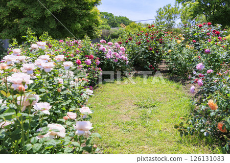 大衛奧斯汀英式花園:盛開的玫瑰園 大衛奧斯汀英式花園:盛開的玫瑰園 126131083