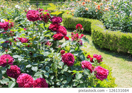 大衛奧斯汀英式花園：盛開的玫瑰園 126131084