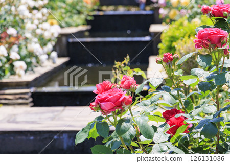 David Austin English Garden: Rose Garden in full bloom David Austin English Garden: Rose Garden in full bloom 126131086