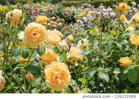 大衛奧斯汀英式花園：盛開的玫瑰園 126131089