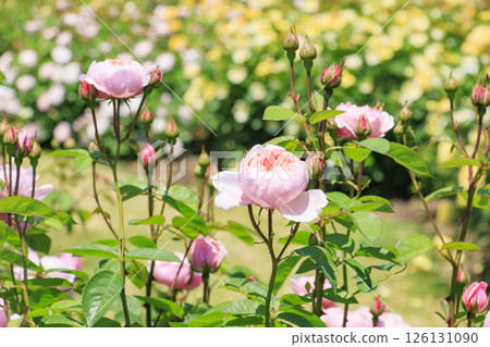 大衛奧斯汀英式花園:盛開的玫瑰園 大衛奧斯汀英式花園:盛開的玫瑰園 126131090