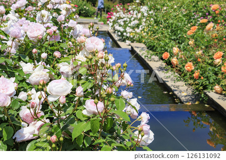 David Austin English Garden: Rose Garden in full bloom David Austin English Garden: Rose Garden in full bloom 126131092