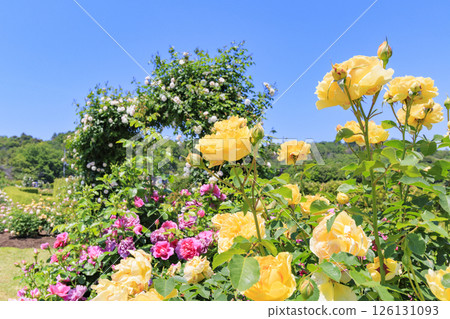 David Austin English Garden: Rose Garden in full bloom David Austin English Garden: Rose Garden in full bloom 126131093