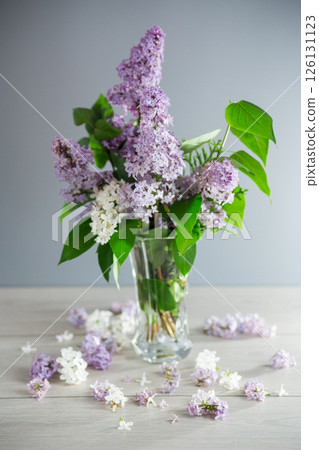 A branch of beautiful white and lilac lilacs on a gray background A branch of beautiful white and lilac lilacs on a gray background 126131123