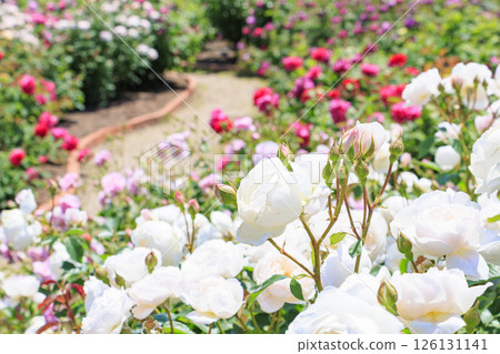 大衛奧斯汀英式花園:盛開的玫瑰園 大衛奧斯汀英式花園:盛開的玫瑰園 126131141